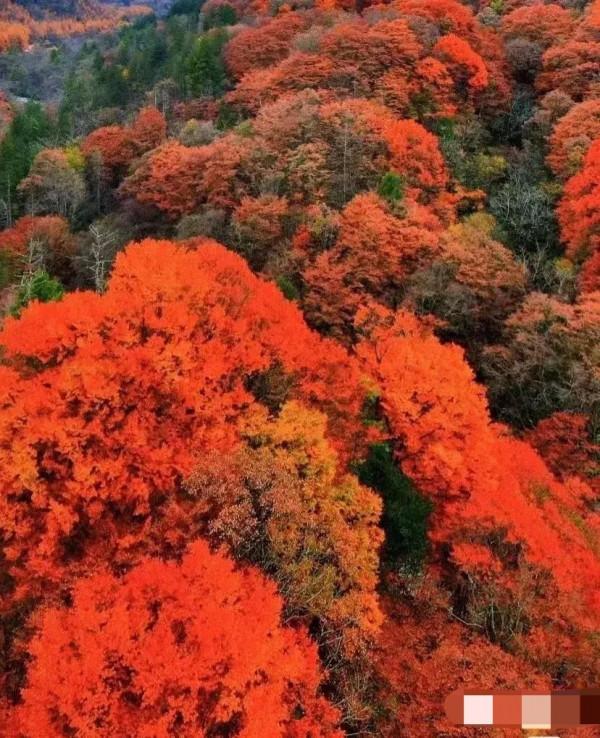 一年一度的紅色海洋