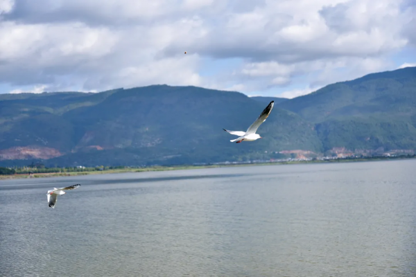 “老朋友”又來打卡啦！紅嘴鷗“先行軍”抵達異龍湖～