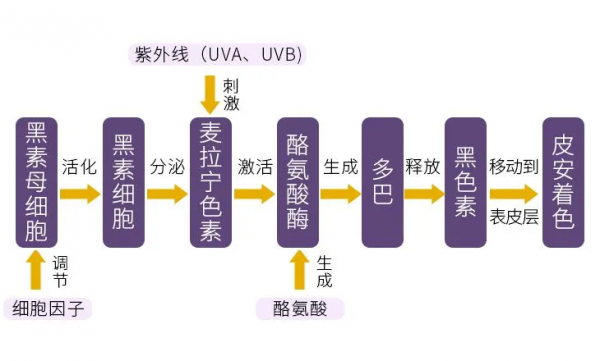 補水保溼、控油祛痘、美白抗衰，護膚需求這麼多，這一篇都能滿足