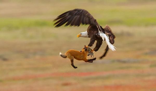 鷹跟雕原來存在這些區別,看完文章你就能分辨了 鷹跟雕原來存在這些區別,看完文章你就能分辨了