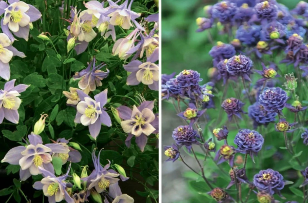 新手養耬鬥菜,冬天將這4點做到位,來年春季開花才多又美 新手養耬鬥菜,冬天將這4點做到位,來年春季開花才多又美