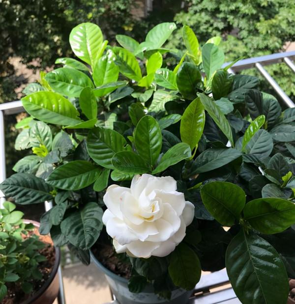 預防盆栽缺鐵黃葉，使用硫酸亞鐵容易氧化，我們可以選擇其他方法