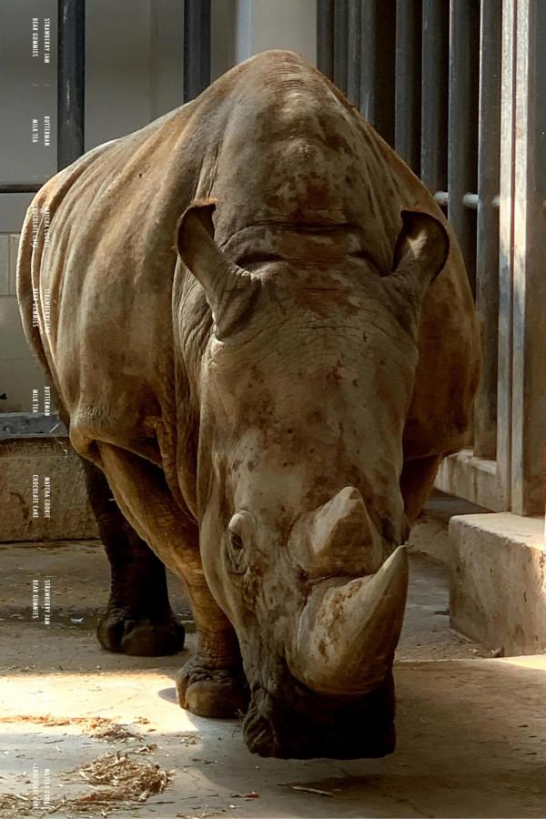 它們其實比你想象的更聰明