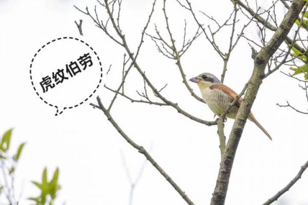 你知道動物界還有哪些&OpenCurlyDoubleQuote;虎&rdquo;嗎？熱愛自然的父子倆告訴你