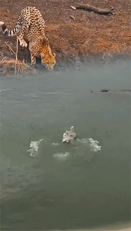 嚴肅的表演者,為自己的失誤忍不住笑場了 嚴肅的表演者,為自己的失誤忍不住笑場了