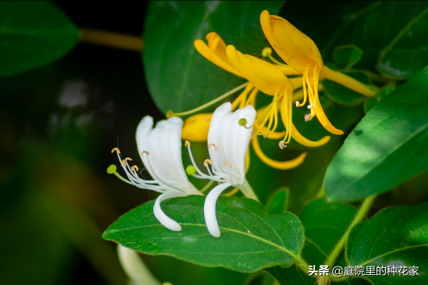 庭院裡不常見但非志怪的藤蔓植物