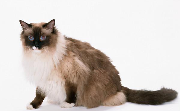 關於“緬甸聖貓——伯曼貓”的這些事,你知道嗎? 關於“緬甸聖貓——伯曼貓”的這些事,你知道嗎?