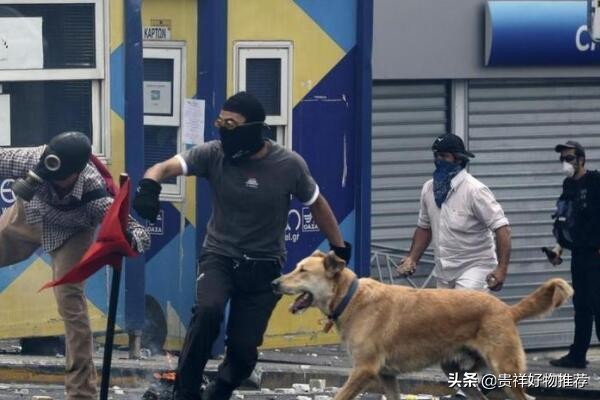 走紅網路的動物排行榜“國寶”上榜 海洋選手也參賽 走紅網路的動物排行榜“國寶”上榜 海洋選手也參賽