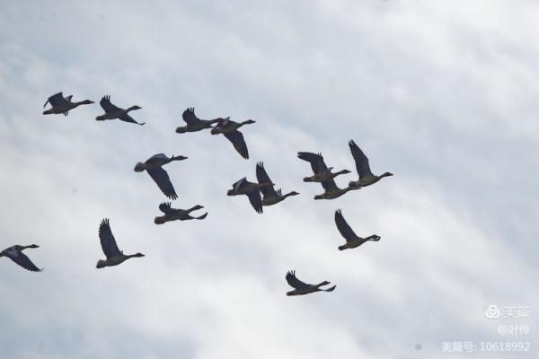 龍感湖的小天鵝 圖文/葉 樺