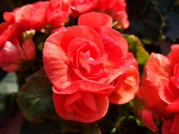 往事只能回味 往事只能回味