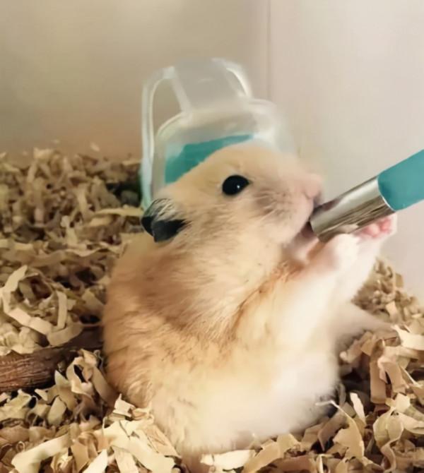 養倉鼠需要注意什麼事項呢? 養倉鼠需要注意什麼事項呢?