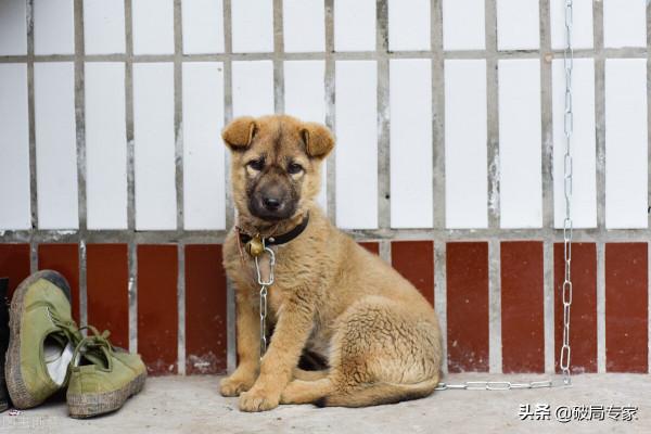 農村小夥一萬元回家養狗賺錢