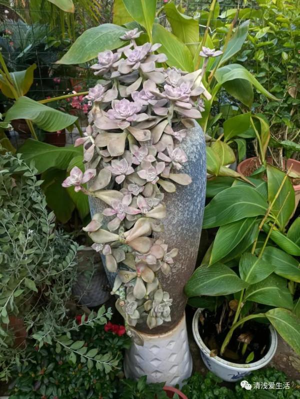 一個愛養花的拾荒者