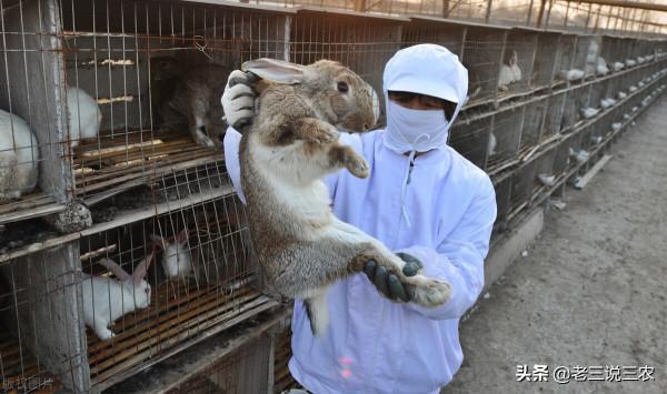 大蒜陳皮別再扔了，用在兔子上能治很多病，效果大，非常管用