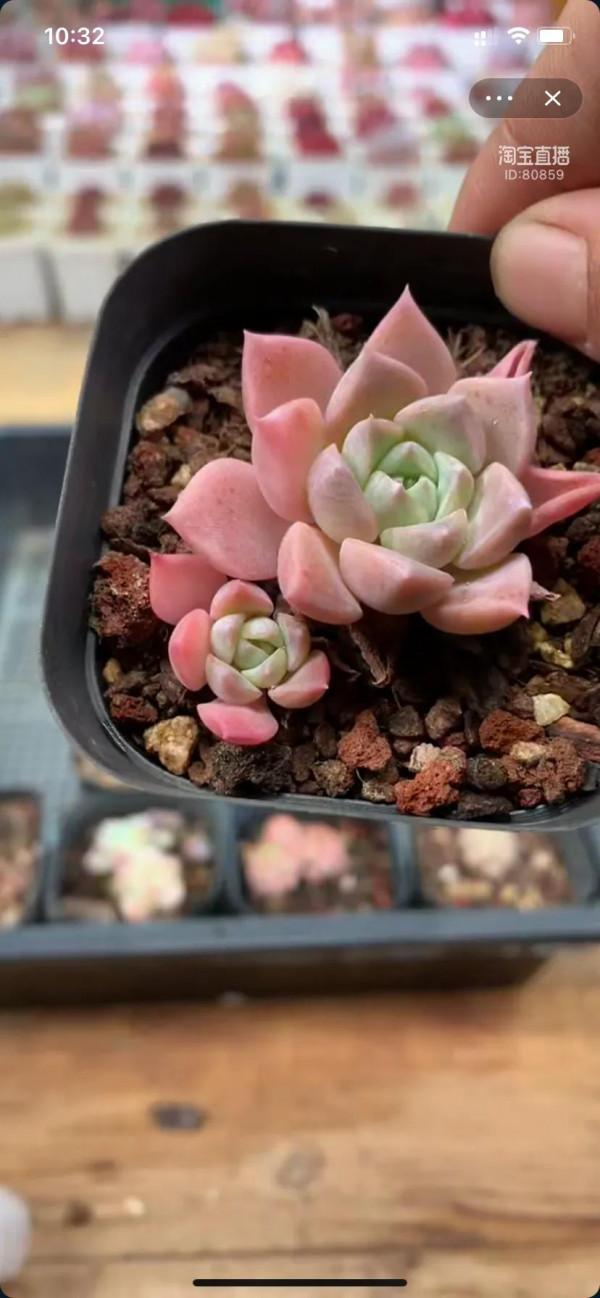 看了就想養的多肉啊