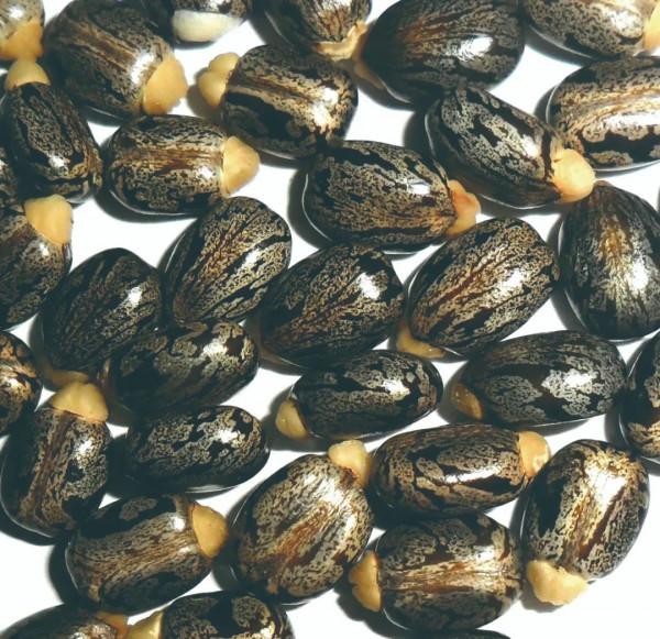 世界上最毒的物質是什麼？我們常見的飲食中有沒有？