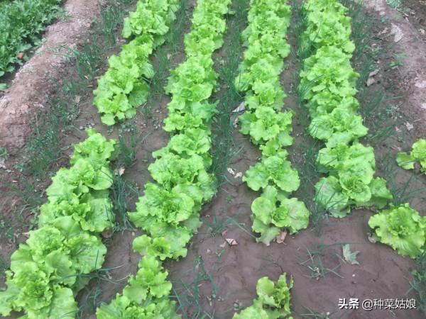 總想種點菜,病蟲害太煩人了,掌握這些竅門,病蟲少,幾乎不打藥 總想種點菜,病蟲害太煩人了,掌握這些竅門,病蟲少,幾乎不打藥