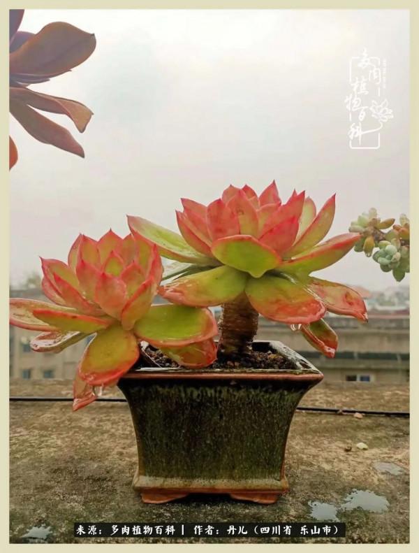 我的長生草秘密花園4：收集整理也是一種快樂