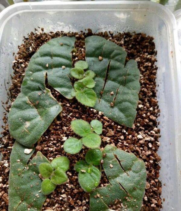 10種“喜陰花”，好養又漂亮，光線不好養一盆，北陽臺也能美美噠