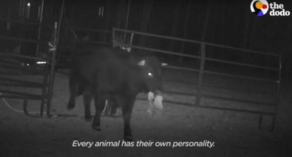 美國一頭牛逃出屠宰場，警察追捕8個月，結果整個小鎮都愛上它了