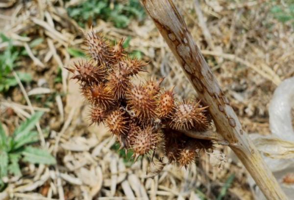 “美麗有毒”的植物,快來認識11種“毒花毒果”,不吃虧不上當 “美麗有毒”的植物,快來認識11種“毒花毒果”,不吃虧不上當