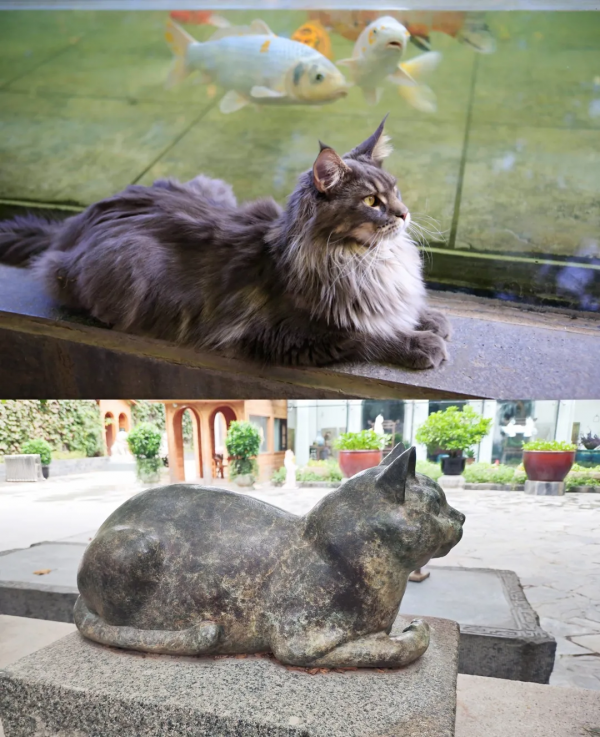 毛森森小朋友的職業規劃 毛森森小朋友的職業規劃