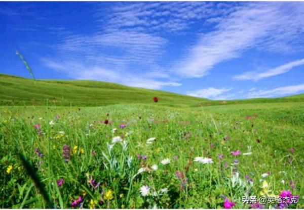 河北“空中草原”景觀,綠草如茵、野花遍地,海拔高達2158米 河北“空中草原”景觀,綠草如茵、野花遍地,海拔高達2158米