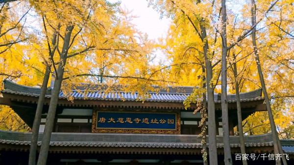 銀杏花語、傳說和旅遊景點推薦：又是一年深秋季，銀杏遍地撒金黃