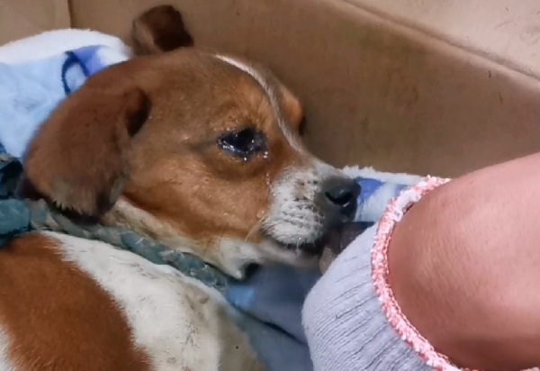 山東：草垛產子的流浪狗，不停舔著剛出生就死去的小狗，默默流淚