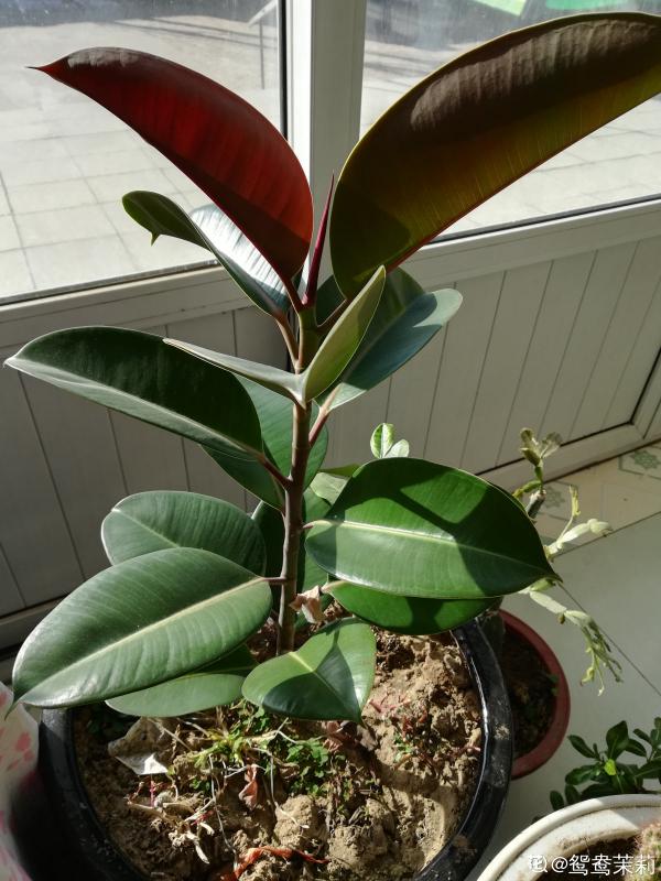 大葉子花就是“招財”，隨便養一盆，寓意好、安全感十足