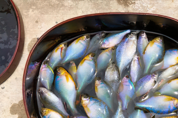 人稱“中國彩虹”，吃起來卻很苦，以前撈來餵鴨子，如今價格漲了