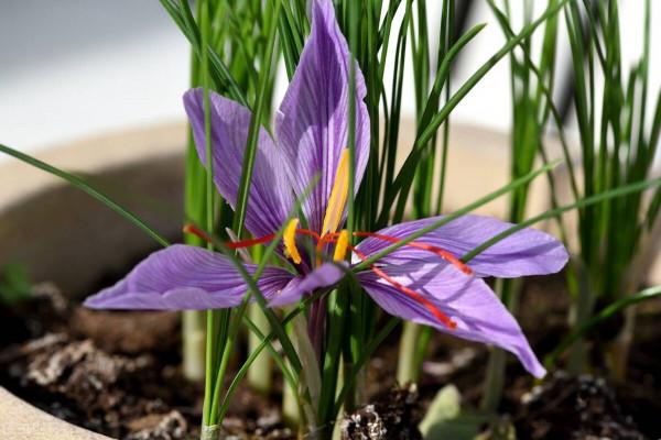 30種藍色的花卉裡面,你見過的有多少種? 30種藍色的花卉裡面,你見過的有多少種?