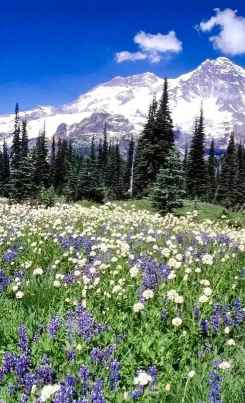 美爆了！！！雪山下的花海