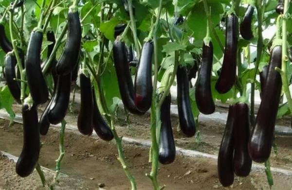 各類”農藥“使用禁忌速查表,一表在手,藥害沒有 各類”農藥“使用禁忌速查表,一表在手,藥害沒有