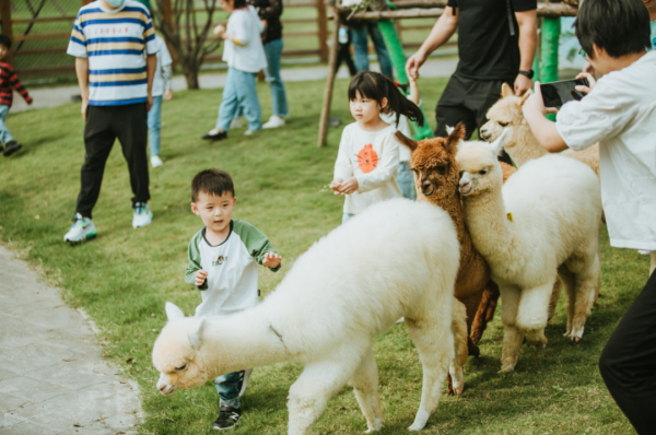 得鹿野仙蹤，何須去遠方--藏在太白山的親子樂園