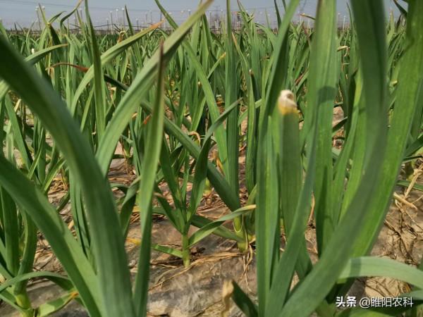 拉尼娜來臨前，噴施這個防凍配方，有效解決作物凍害難題