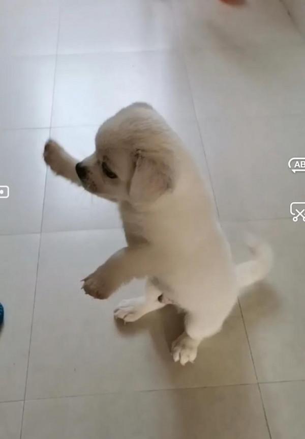 小狗飯糰兒,希望你開心 小狗飯糰兒,希望你開心