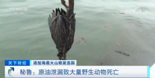 湯加火山爆發導致秘魯原油洩露，可為何秘魯女子在排隊捐長髮？