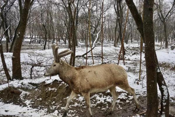 雪後的大豐麋鹿保護區