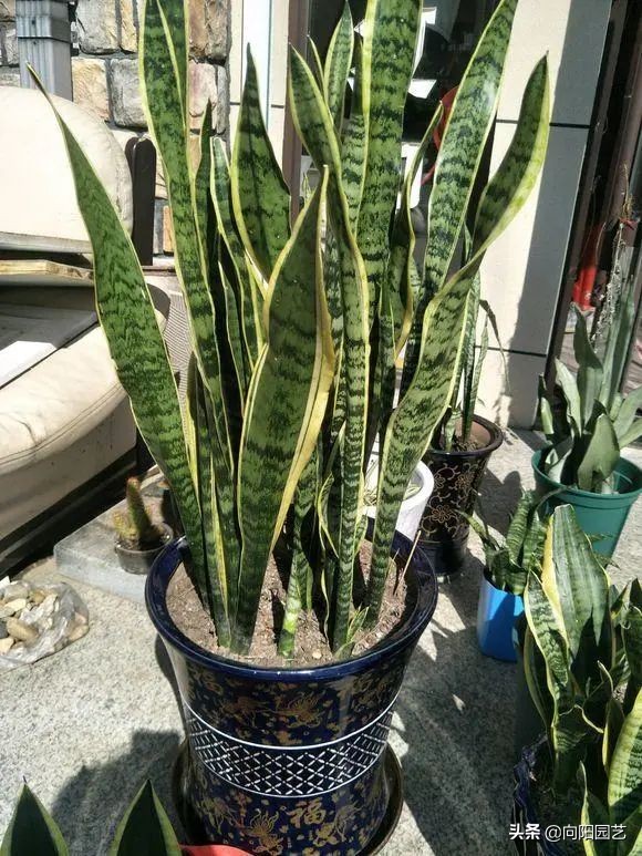 養花竟然能&OpenCurlyDoubleQuote;鎮宅&rdquo;，10種植物，價格便宜好養護，擺在家裡上檔次