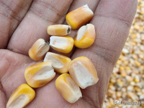 我國唯一一個抗玉米螟的品種,畝產可達2500斤,適宜哪裡種植 我國唯一一個抗玉米螟的品種,畝產可達2500斤,適宜哪裡種植