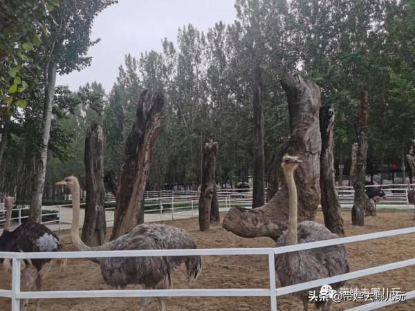 北京新開一家動物園,可以和老虎共進午餐 北京新開一家動物園,可以和老虎共進午餐