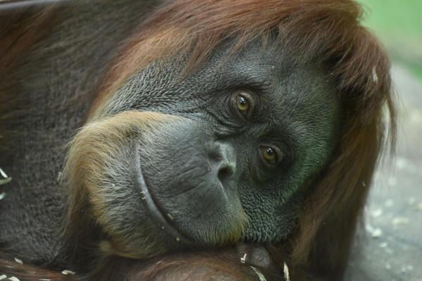 莫斯科動物園的動物們