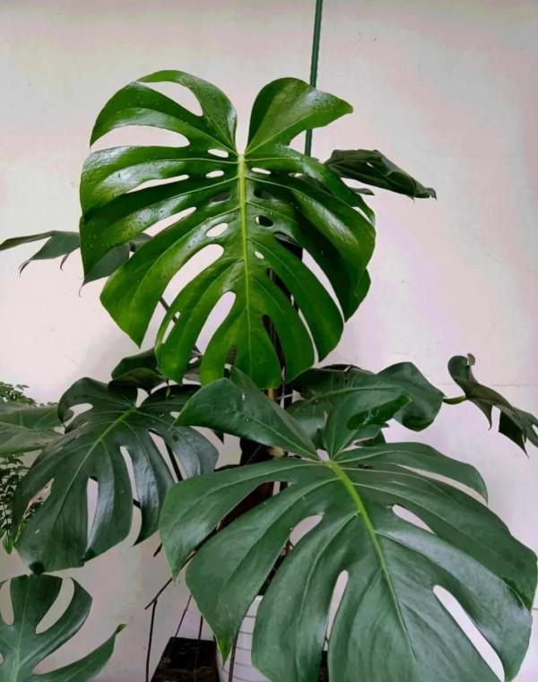 這兩種花有著漂亮的花紋,擺在客廳高階感十足,比綠蘿強多了 這兩種花有著漂亮的花紋,擺在客廳高階感十足,比綠蘿強多了