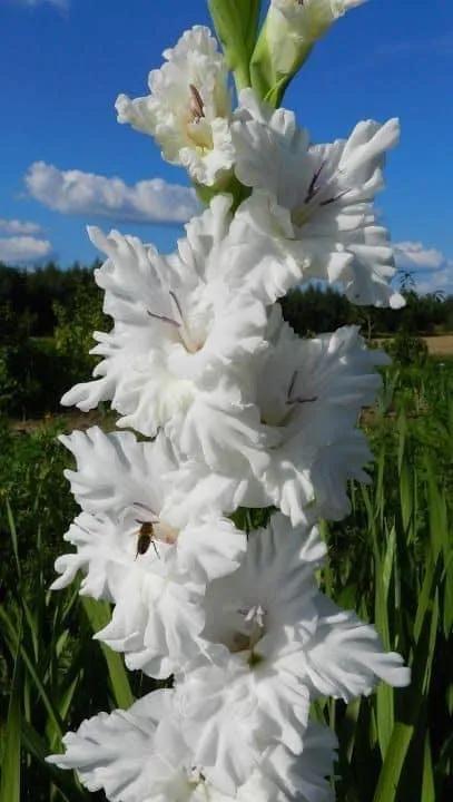 搖曳多姿的劍蘭 搖曳多姿的劍蘭