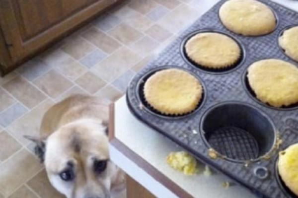 因搞破壞被抓時的狗狗,它的表情我能笑一天 因搞破壞被抓時的狗狗,它的表情我能笑一天