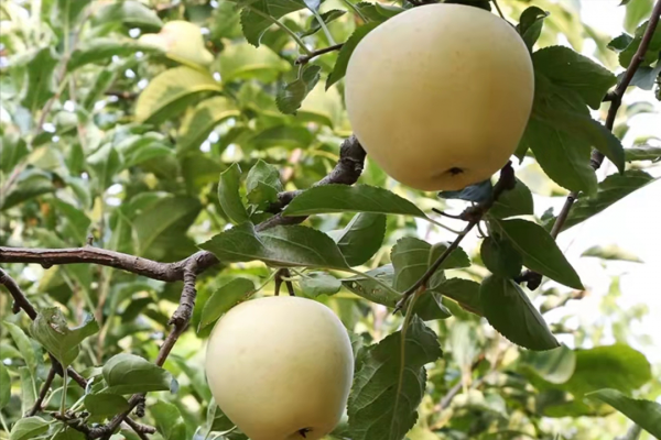 黃色蘋果迎來黃金時刻,5個知名黃色蘋果品種,你更看好哪一個? 黃色蘋果迎來黃金時刻,5個知名黃色蘋果品種,你更看好哪一個?