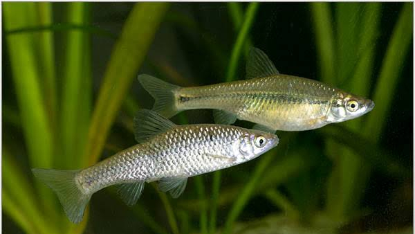 麥穗魚在歐洲區域性氾濫，已擴散至32個國家，它的繁殖能力有多強？