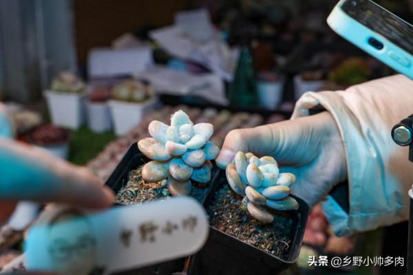 風雨無阻，抱著對多肉的熱愛，只為選出一份你鍾愛的“心頭肉”