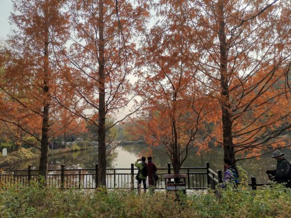 北京，植物園的秋天（秋景）